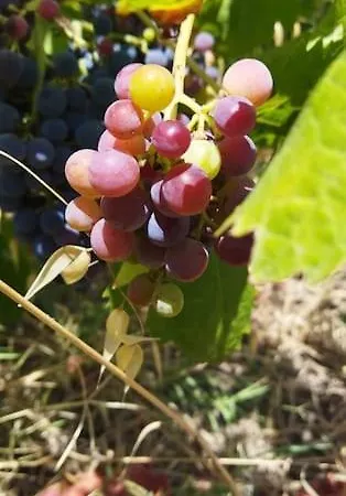 Tiny House To Sea Iglesias